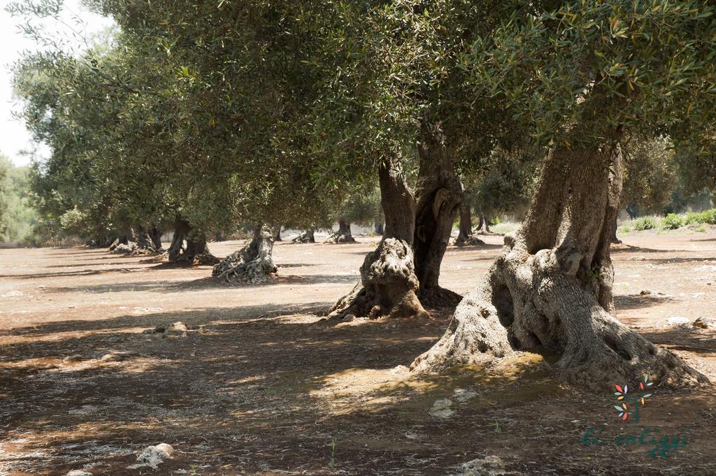 Novoli Agriturismo Li Calizzi Arte E Natura מראה חיצוני תמונה