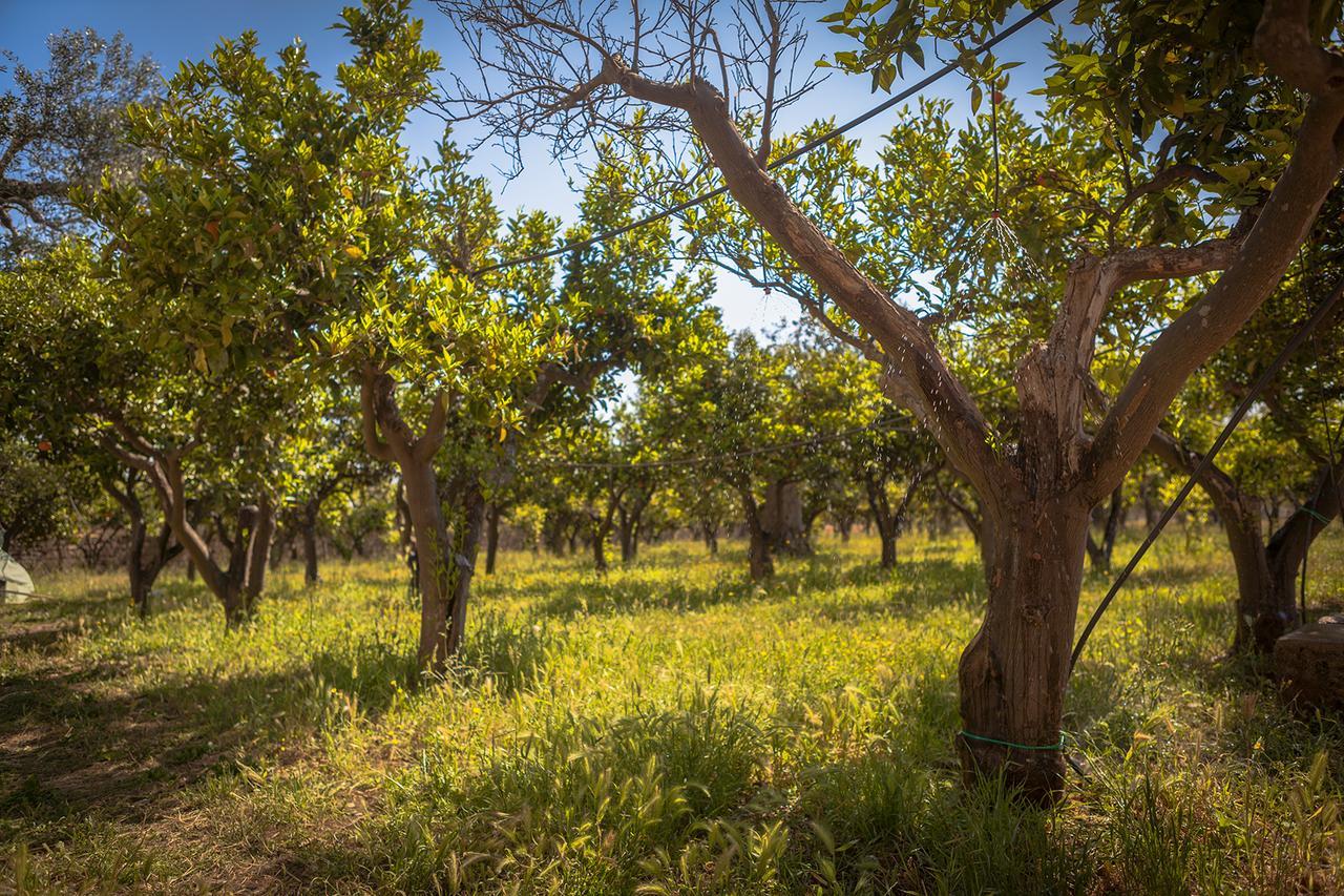 Novoli Agriturismo Li Calizzi Arte E Natura מראה חיצוני תמונה